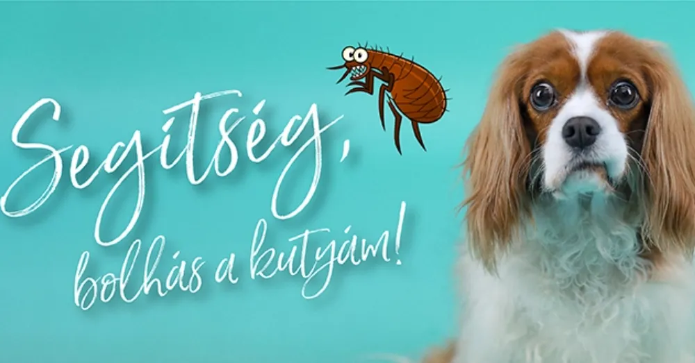 A legjobb családban is megesik - Segítség, bolhás a kutyám!
