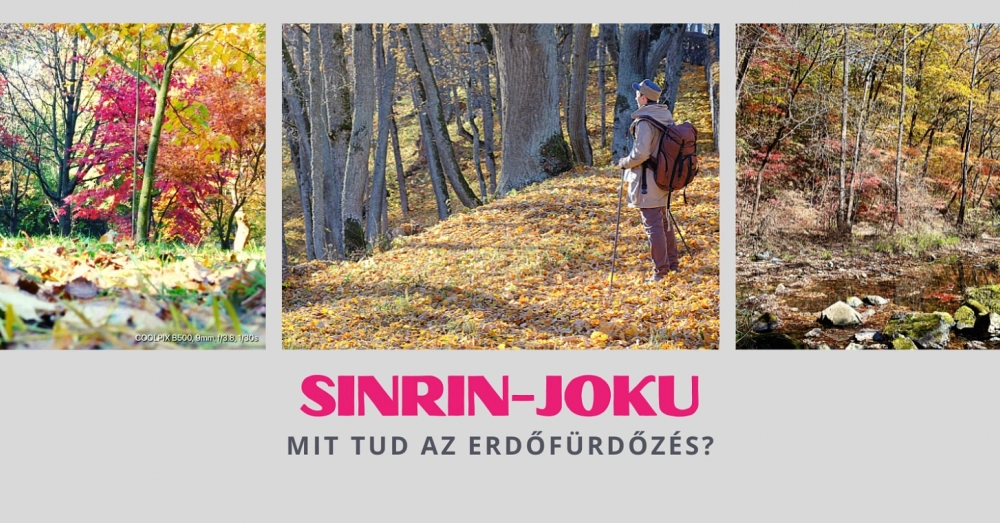 Sinrin-joku, avagy mit tud az erdőfűrdőzés?